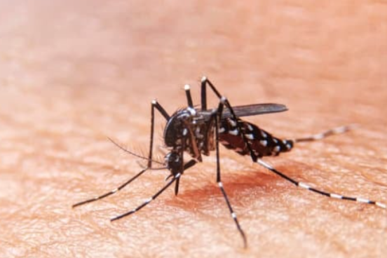 Source: Canva; Generic mosquito picture; West Nile Virus generic