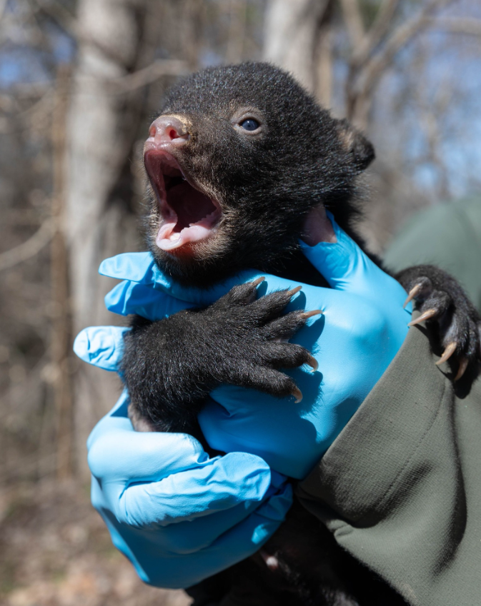 Source: MS Dept. of Wildlife